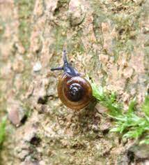 Glanzschnecke