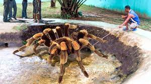 Ca mare este mila ta spre mine si ai izbavit sufletul meu din iadul cel mai de jos. Uimitor A Fost Gasit Cel Mai Mare Paianjen Din Lume Youtube