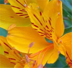De.visymosearch.com has been visited by 100k+ users in the past month Inkalilie Orange King Alstroemeria Aurea Von Nr 01 Pflanzenversand Auf Blumen De Kaufen