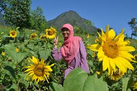 Bunga matahari merupakan kelompok tanaman perdu. Kebun Bunga Matahari Yang Indah Dan Di Kunjungi Ratusan Wisatawan Big Daya Mulia Transport