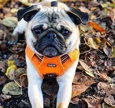 This is very useful for docker for windows and vms in a nat configuration because all. Pug Pic 10 80 Px 10 80 Px Get Pug Dog Wallpapers Microsoft Store X Px Keep Aspect Ratio