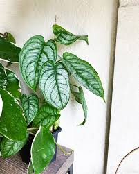 Monstera Siltepecana Plant Leaves House Plants Plants