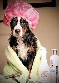 All dogs hair haven, an award winning pet grooming salon in naples, fl. All Pets Grooming Boarding 100 Rose Blvd Naples Fl Pet Grooming Mapquest