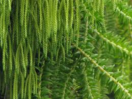 Image result for Huperzia phlegmaria