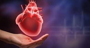 Intense Light Protect Cardiovascular Health Blood Vessels