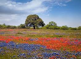 Maybe you would like to learn more about one of these? 15 Incredible Texas Wildflowers You Should Know