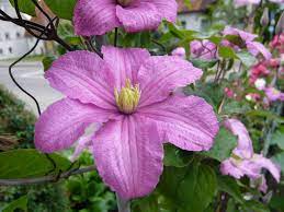 A compact woody vine with leathery textured foliage and a profusion of large, brilliant pink blooms with soft yellow centers. Clematis Comtesse De Bouchaud Clematis Comtesse De Bouchaud Baumschule Horstmann