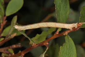 Image result for Eulithis testata