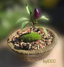 Approximately 1 inch long, conical flavor: Bolivian Rainbow Chili Peppers Bonsai Bosnia By Eec Facebook