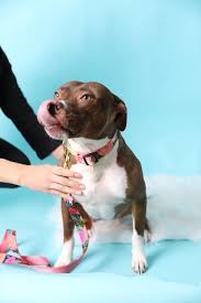 Dog breeds size chart goldenacresdogs com, life protection formula dry puppy large breed food chicken, what is the size of a golden retriever are they medium or, , lovelonglong pet costume dog suit formal tuxedo with black bow tie for large medium small dogs cat clothes. Dog Collar Sizing How To Find The Right Size Collar For Your Dog