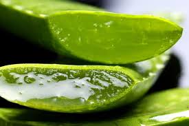 Yalnızca eğer akneli bir bölgeye uyguluyorsanız biraz daha az uygulamanız önerilebilir. Asamalariyla Aloe Vera Bakimi Ihtiyaciniz Olan Tum Puf Noktalari Nefis Yemek Tarifleri