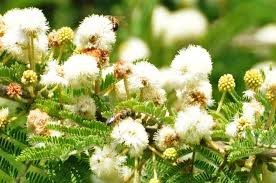 Image result for Acacia gerrardii