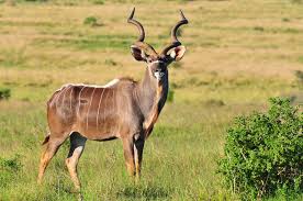 Greater Kudu