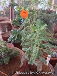 Image result for Pterodiscus elliottii