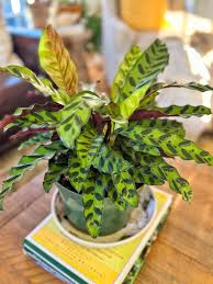 Image result for calathea