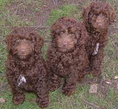 Henry ward beecher labradoodle coats produced at danmar labradoodles. Miniature Labradoodle Dog Info Temperament Puppies Training Pictures
