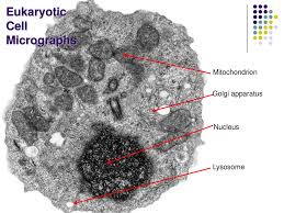 Maybe you would like to learn more about one of these? 1 2 Eukaryotic Cells Ib Hl Biology Ppt Download
