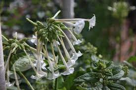 We did not find results for: Buy Tobacco Plant Nicotiana Sylvestris Delivery By Waitrose Garden