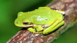 I say about because i leave them all together to eat and some nights one might get more than the other. American Green Tree Frog Pet Care Cage Setup Diet And Husbandry