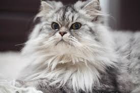 Kedi Tuyu Dokulmesi Nasil Onlenir Miyavliyo