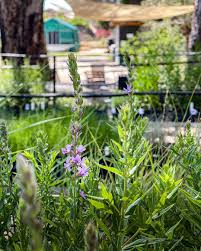 Image result for Oliverella rubroviridis