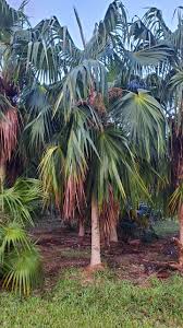 Image result for Coccothrinax