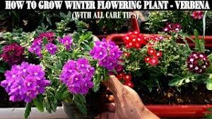 Cactus plants is situated nearby to verbania. How To Grow Flower Plants At Home Verbena Youtube