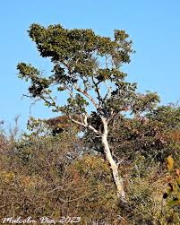 Image result for Ochna pulchra