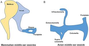 Image result for Ossicular Chain Disruption