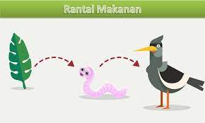 Ada rantai makanan tipe pemangsa, saat hewan pemakan tumbuhan dimangsa pemakan daging. Gambar Rantai Makanan Hutan Kumpulan Berbagai Gambar Rantai Makanan Dalam Gambar Yang Telah Disajikan Diatas Dapat Diuraikan Bahwa Rantai Makanannya Sebagai Berikut Normalgitasai