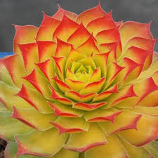 In the summer, gold nugget is bright green in color. Sempervivum Gold Nugget Pp 28284 Sempervivum Gold Nugget Chick Charms Sempervivum Charms Chick Charms Gold Nugget Gold Nugget Chick Charms Hens Chicks Plant Lust