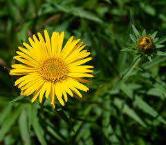 Image result for Inula