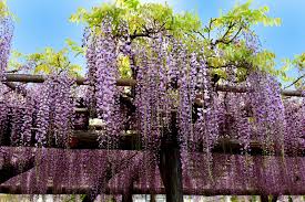 Provide proper support for the wisteria by attaching rows of wire 4 to 6 inches from the trellis and around the wisteria vines. Home Depot Is Selling Wisteria Trees You Can Plant In Your Backyard For Just 23