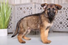 Find german shepherd dog puppies and breeders in your area and helpful german shepherd dog information. German Shepherd Puppies For Sale Puppies Online Oh