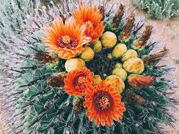 Maybe you would like to learn more about one of these? Desert Cactus Barrel Cactus Orange Flower Bloom Summer Wild Beautiful Yellow Vibrant Colorful Arizona West Nature By Christine Williams Photo Stock Snapwire