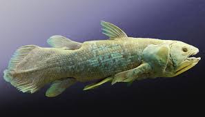 The indonesian coelacanth (latimeria menadoensis, indonesian: Coelacanth Does Not Walk Creation Com