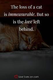 A collection of quotes about cat's death to lighten up your heart and refresh happy memories of your dear cat. 50 Beautiful Loss Of Pet Quotes Pet Quotes Cat Cat Quotes Pet Grief