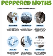 Mathematically treated, hypercycles could create quasispecies, which through natural selection entered into a form of darwinian evolution. Peppered Moth Natural Selection Ask A Biologist