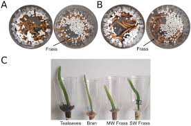 Like all holometabolic insects, they go through four life stages: Plastic Agriculture Using Worms Augmenting Polystyrene Consumption And Using Frass For Plant Growth Towards A Zero Waste Circular Economy Biorxiv