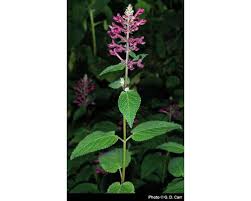 Image result for Stachys
