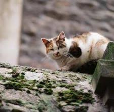 Never spray essential oils directly onto your cat, as the oils can be harmful when absorbed through their skin. Diy Cat Repellent Ehow Cat Repellant Keep Cats Away Cats