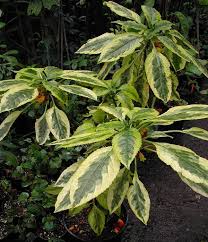 Image result for Impatiens niamniamensis
