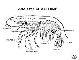 What is the black line in shrimp. Waiter Is That Corexit In My Shrimp Cocktail Southern Beale