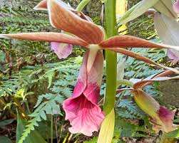 Image result for Phaius