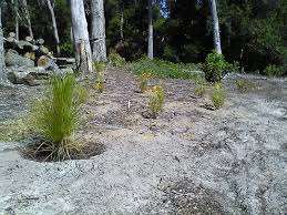 9 Caring for Mother Nature: Restoring a Forest