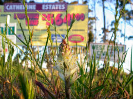 Image result for Penaeaceae