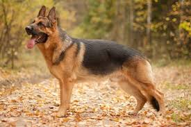Feel free to browse hundreds of active. Should You Buy A Male Or Female German Shepherd Anything German Shepherd