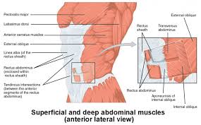 Axial Muscles Of The Abdominal Wall And Thorax Anatomy And