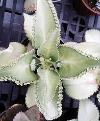 Image result for Kalanchoe daigremontiana