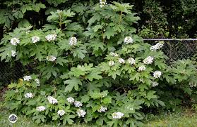 Image result for Hydrangea quercifolia